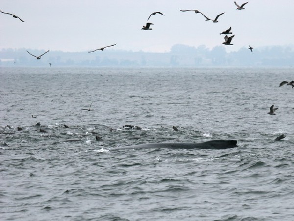 Humpback Whale